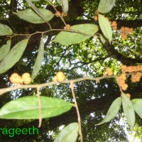 Cleistanthus ferrugineus (Thwaites) Müll.Arg.